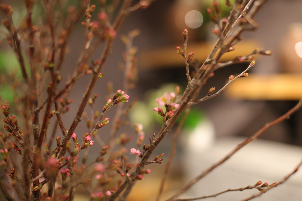 こんな時だからこそ いつもと一味違う おうちでお花見 のススメ Parkers Official Note Note こんな時だからこそ いつもと一味違う おうちでお花見 のススメ Parkers Official Note Note