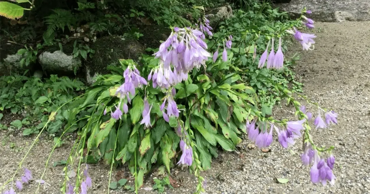 First Hosta, then Spider Lily: A Temple Visit for Japanese Anemones ...