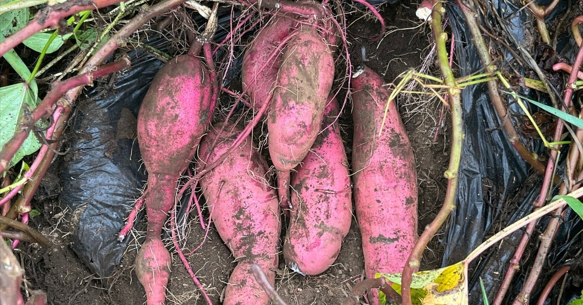 キャベツ7番手、極早生玉ねぎ、黄からし菜、サラダ春菊の播種