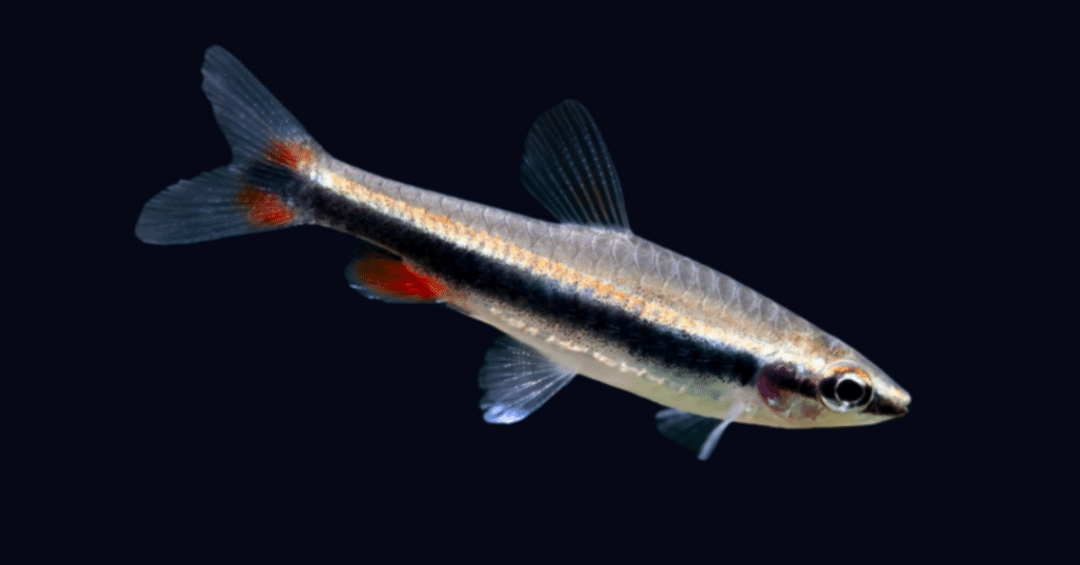 小さな体に大きな秘密！「ナノストムス・ベックホルディ」のすべて