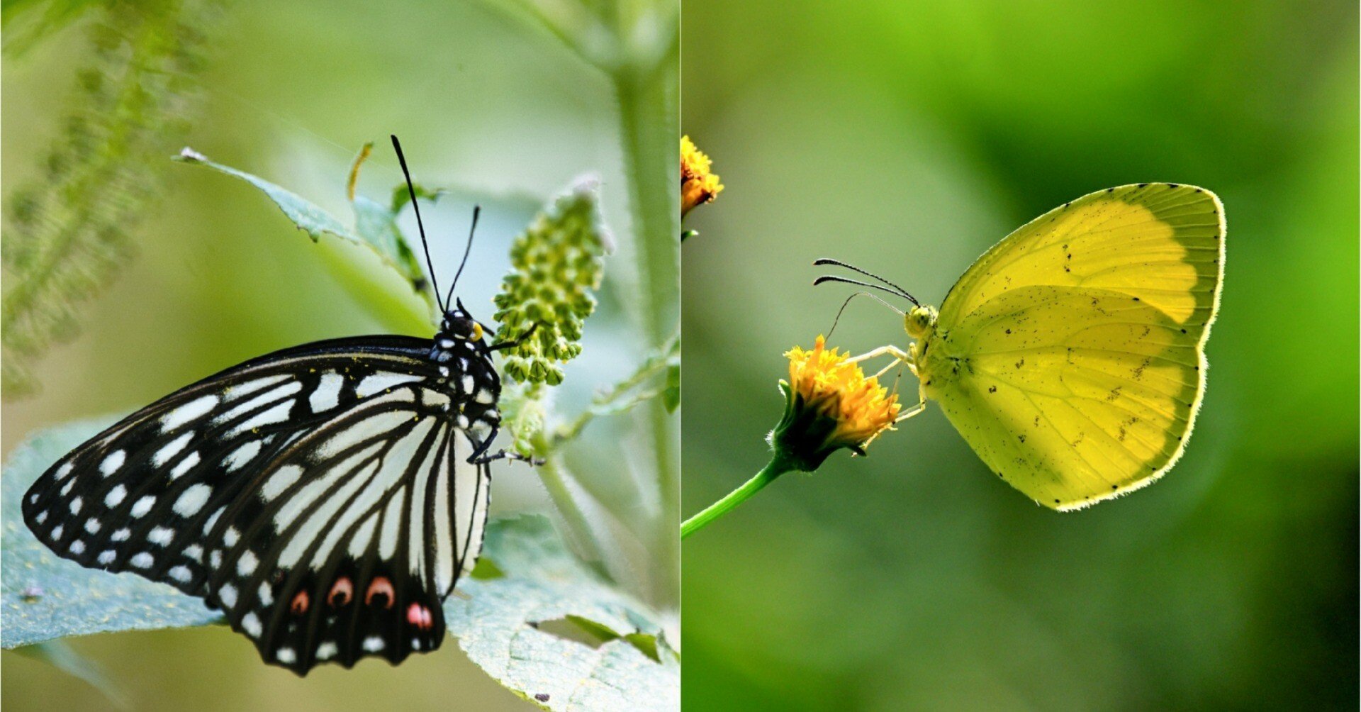 蝶日記】久々蝶散歩満喫｜Makoqujila_note
