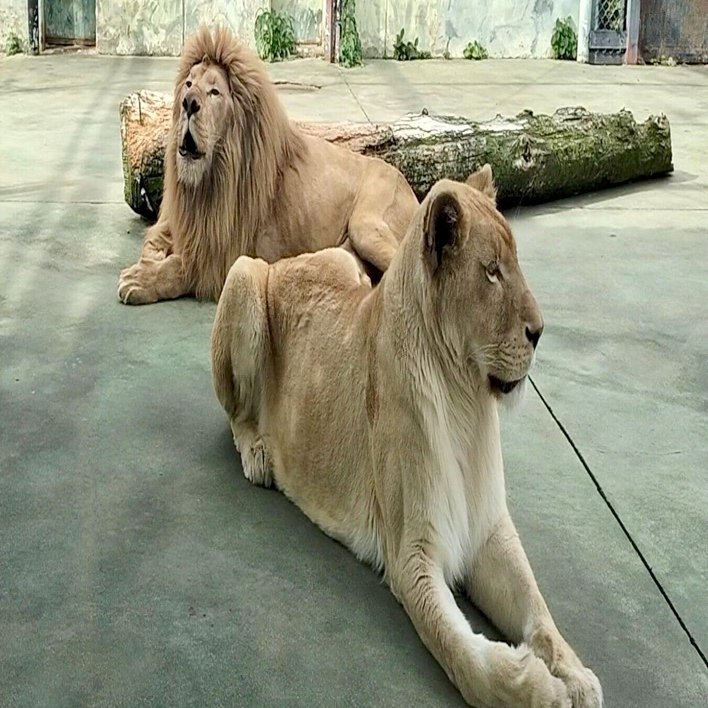 ホワイトライオンのきょうだい＠姫セン｜のぶう