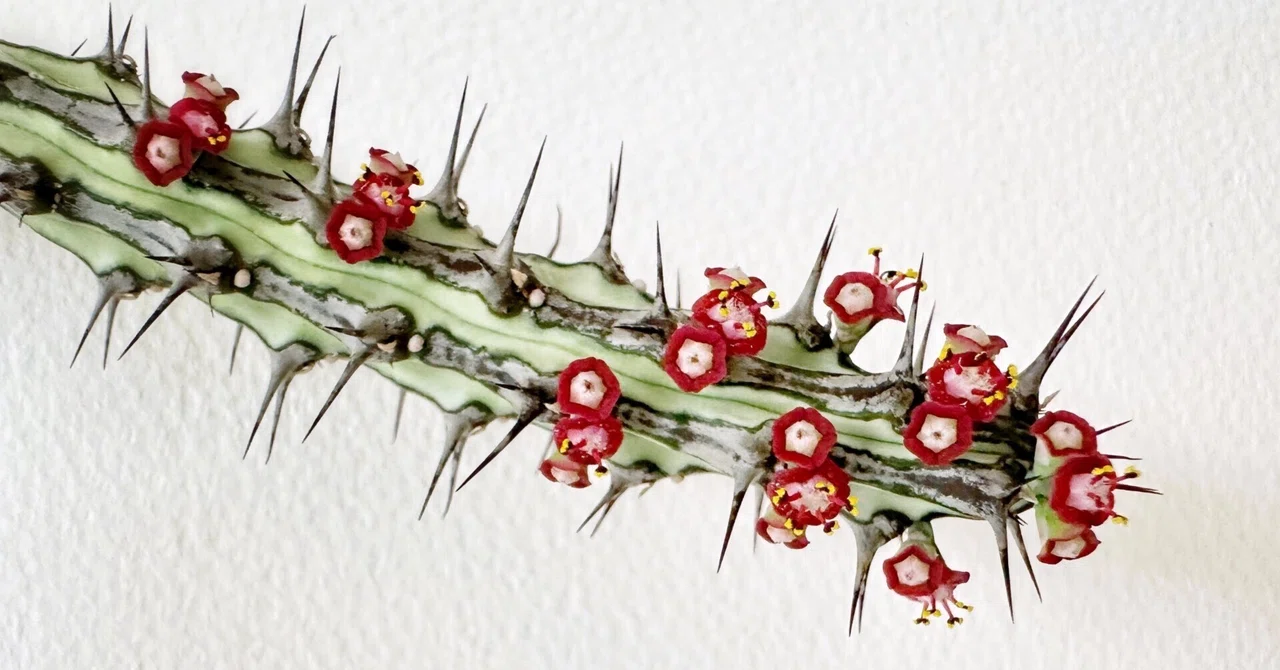 Euphorbia sp. nova Somalia Hordio silver form 開花 蕊出現の様子｜暇人