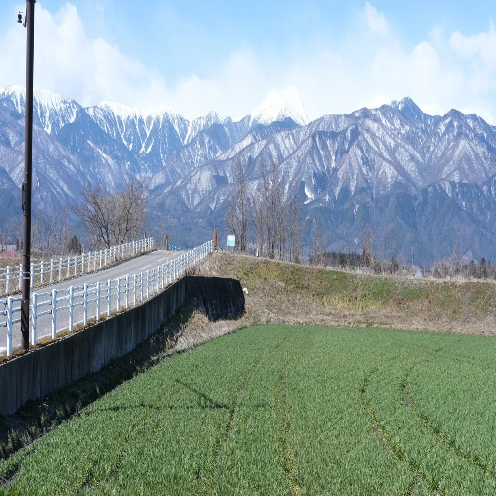 安曇野風景 ススキの候 安曇野とワサビと北アルプス｜Shima