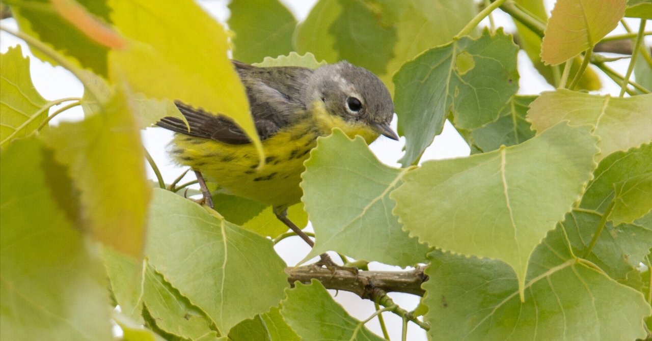 シカゴでバードウォッチング！】 Magnolia Warbler シロオビ