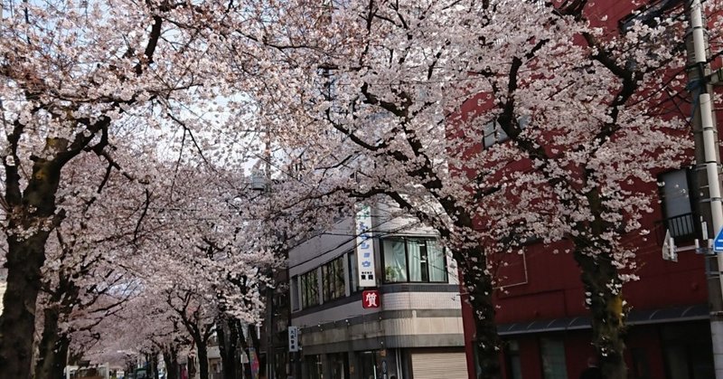 桜の木