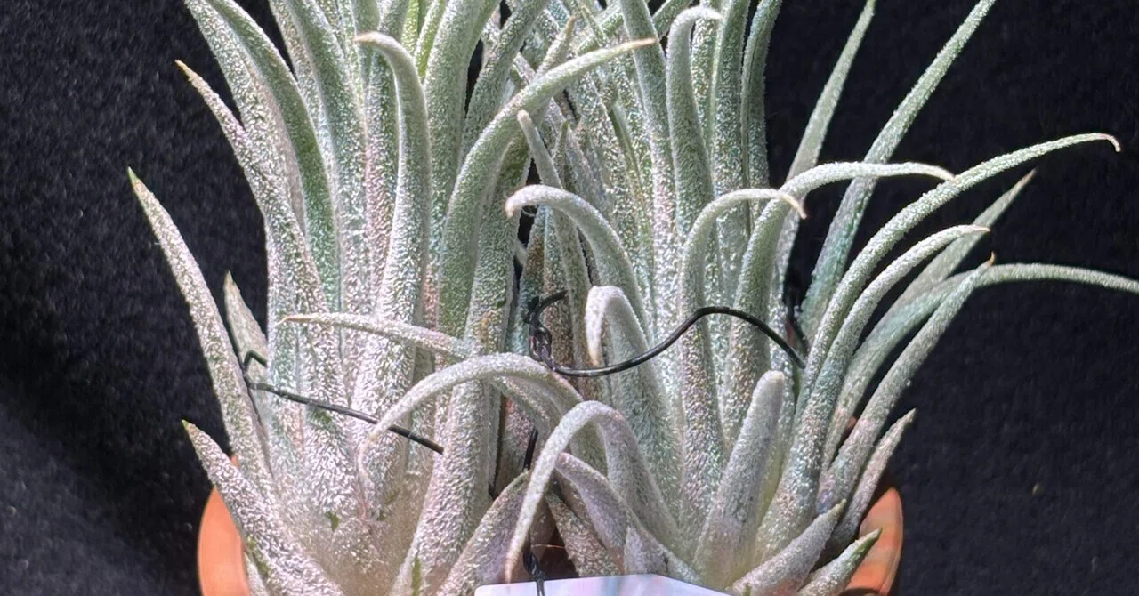 ヘドロ沼 様　ご確認用　イオナンタ　プレデター チランジア ／ イオナンタ プレデター (T.ionantha 'Predator') | 常