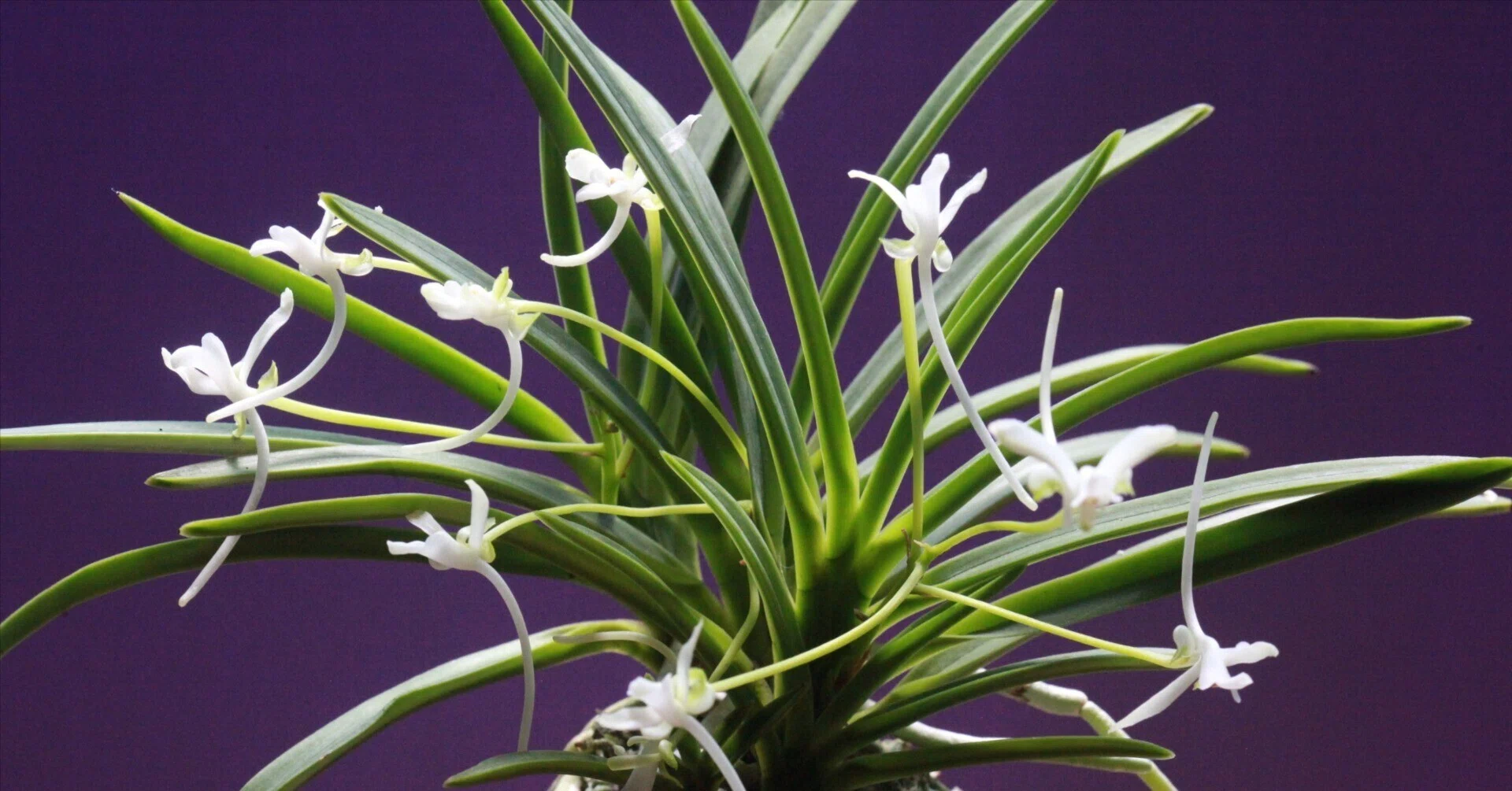 富貴蘭　（仮名）花鳥風月（赤花三蝶咲きの白黄縞） Yahoo!オークション - 富貴蘭 紅しぶき三蝶咲 開花中 香