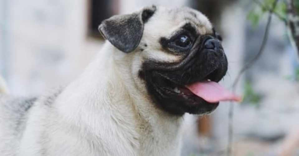 犬の真似して内臓の筋肉を強化 ドッグブレスにチャレンジしよう Pi坊の音作務 Note