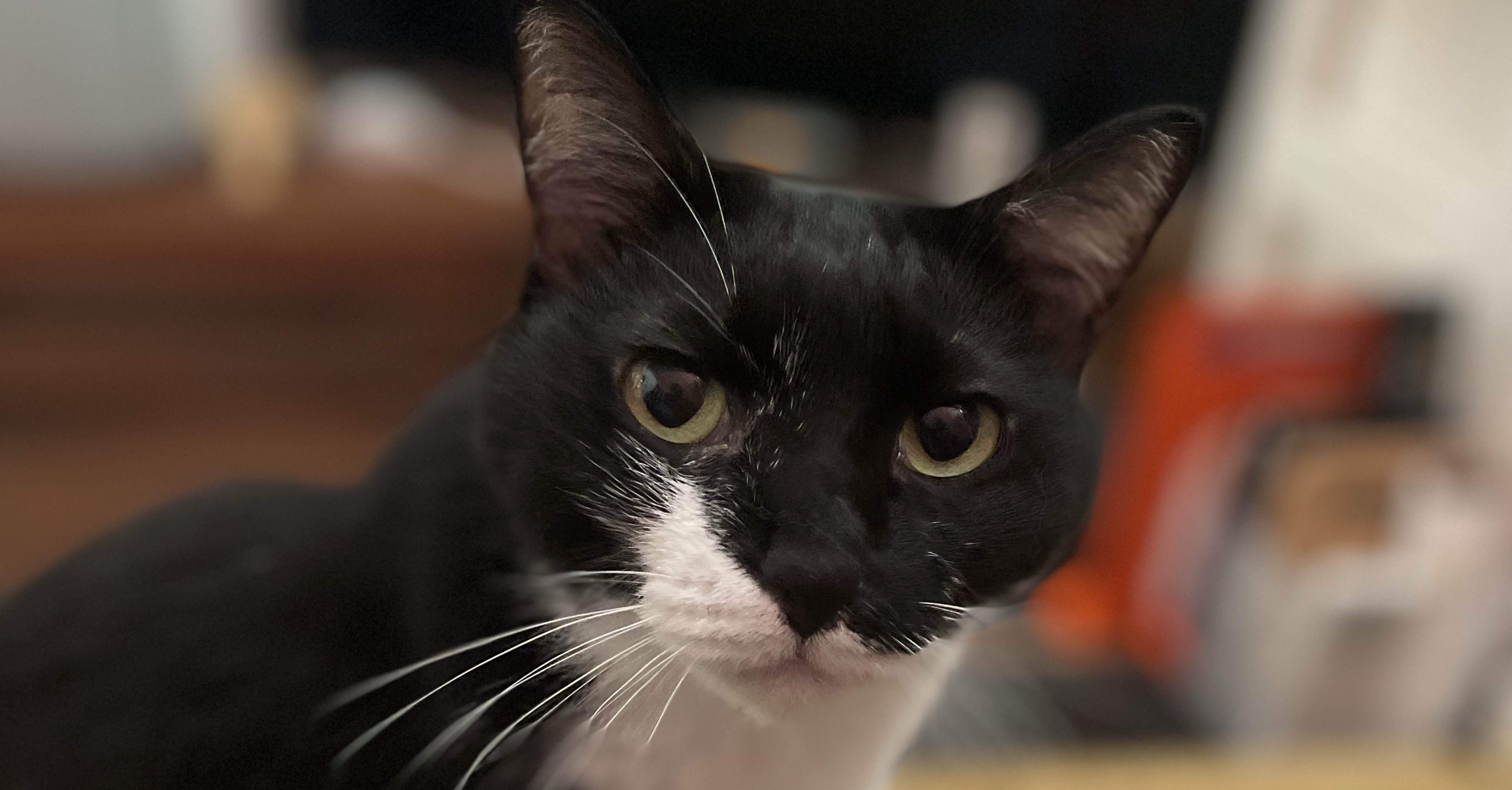 ネコ好き ただうちの猫が可愛いだけのnote｜水曜日のネコ好き