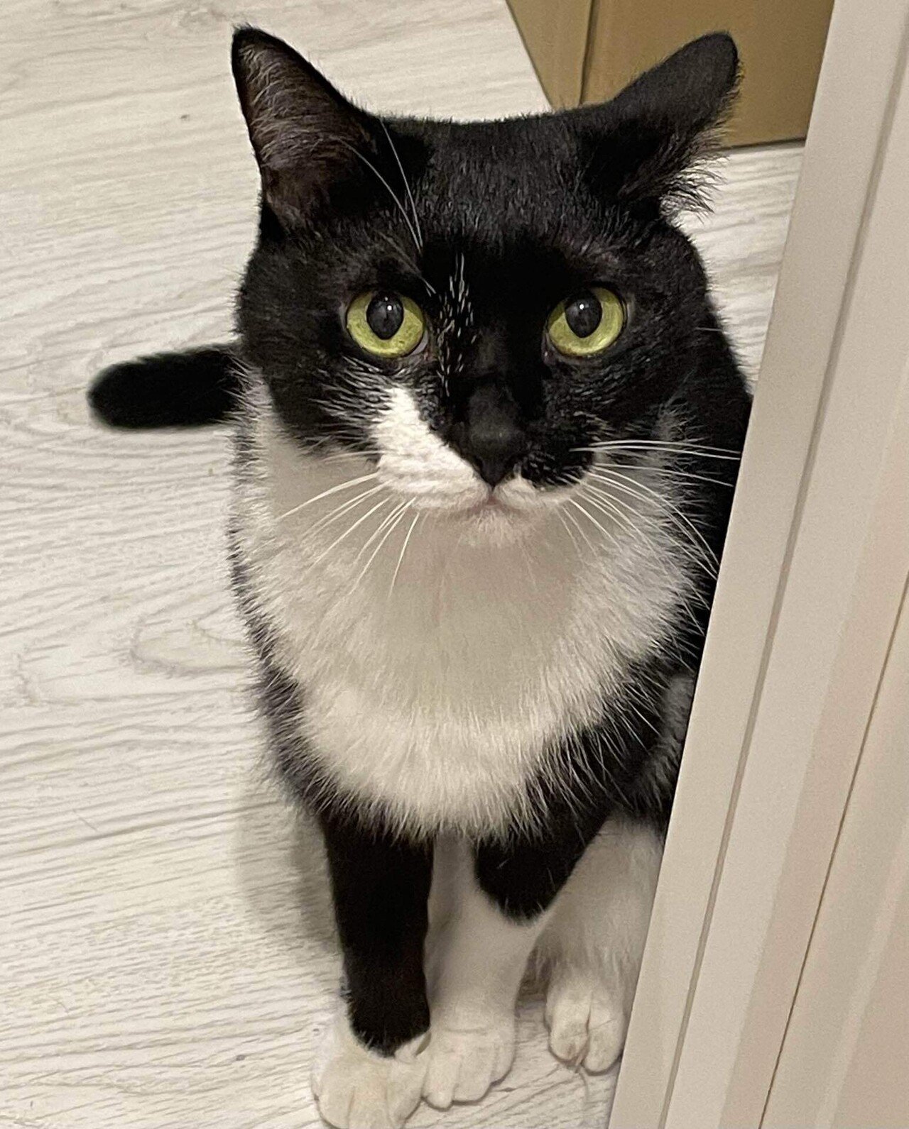 ただうちの猫が可愛いだけのnote｜水曜日のネコ好き