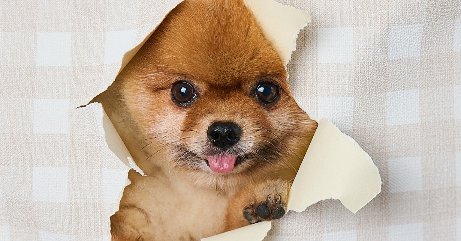 PETMODE](横浜ペット写真専門スタジオ)「こんにちワンショット」に