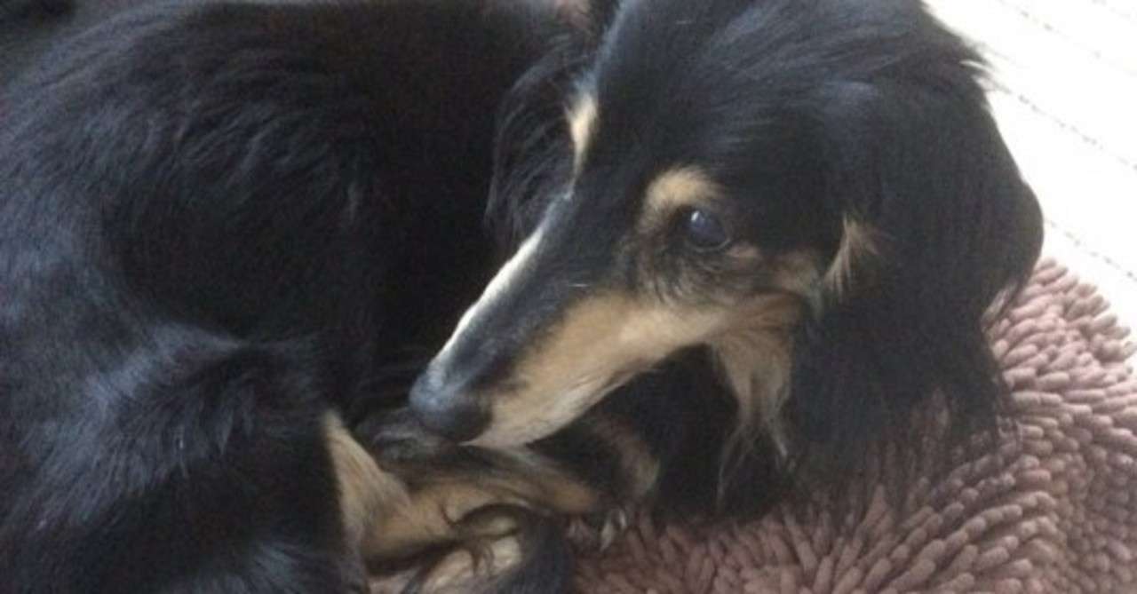 3 24日記の反省と老いた犬への所感 ふみ ししど Note