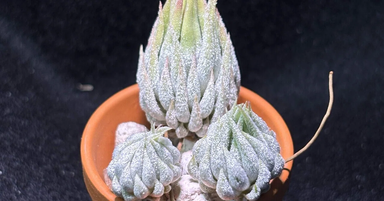 ionantha'Special Selection' Collected in Nizanda, Estato Oaxaca
