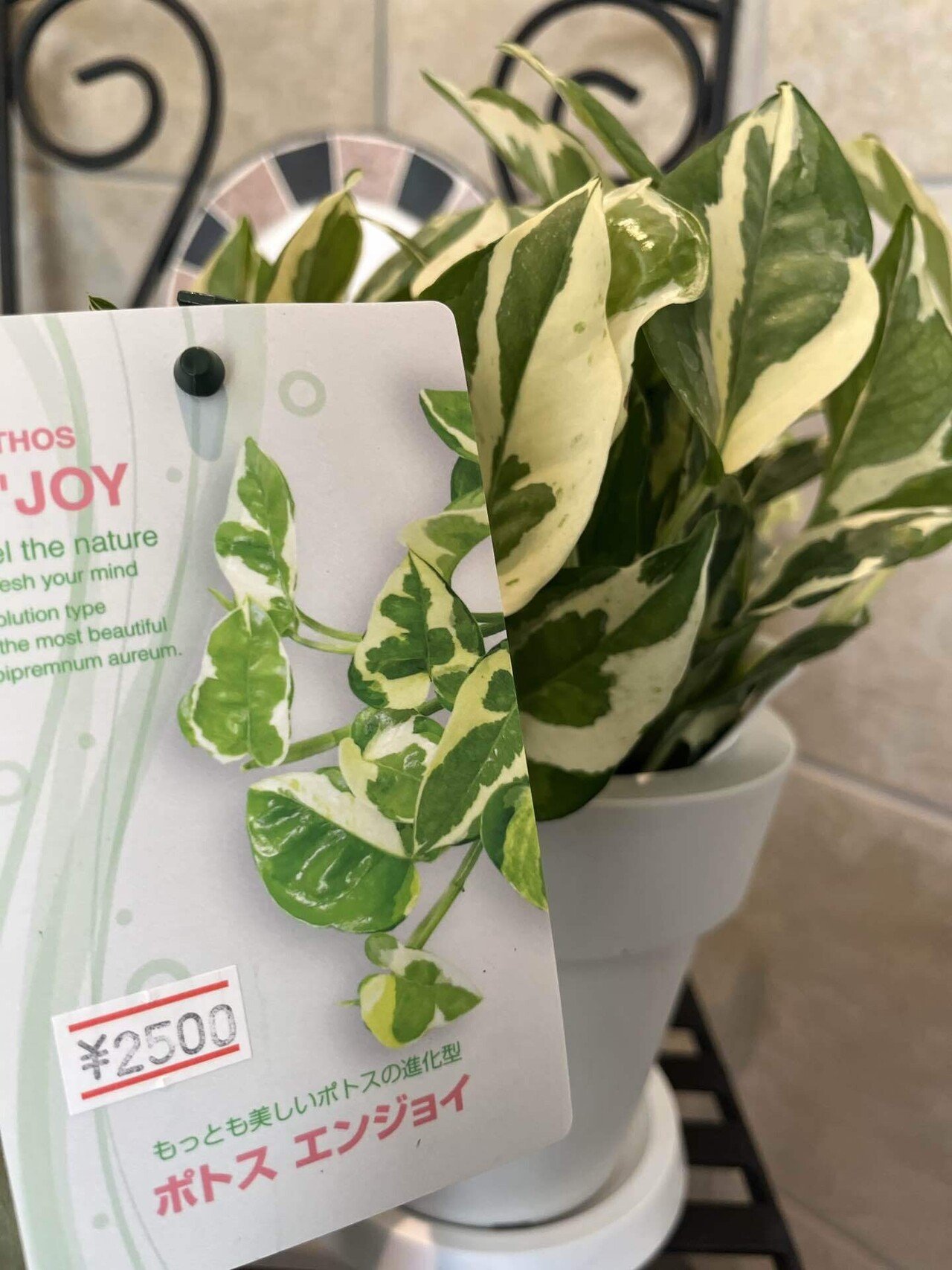 9 新しい仲間【観葉植物】｜GREEN SYSTEM's note