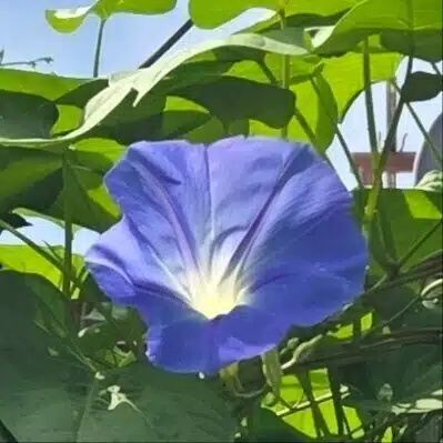 くれーむぶりゅれ