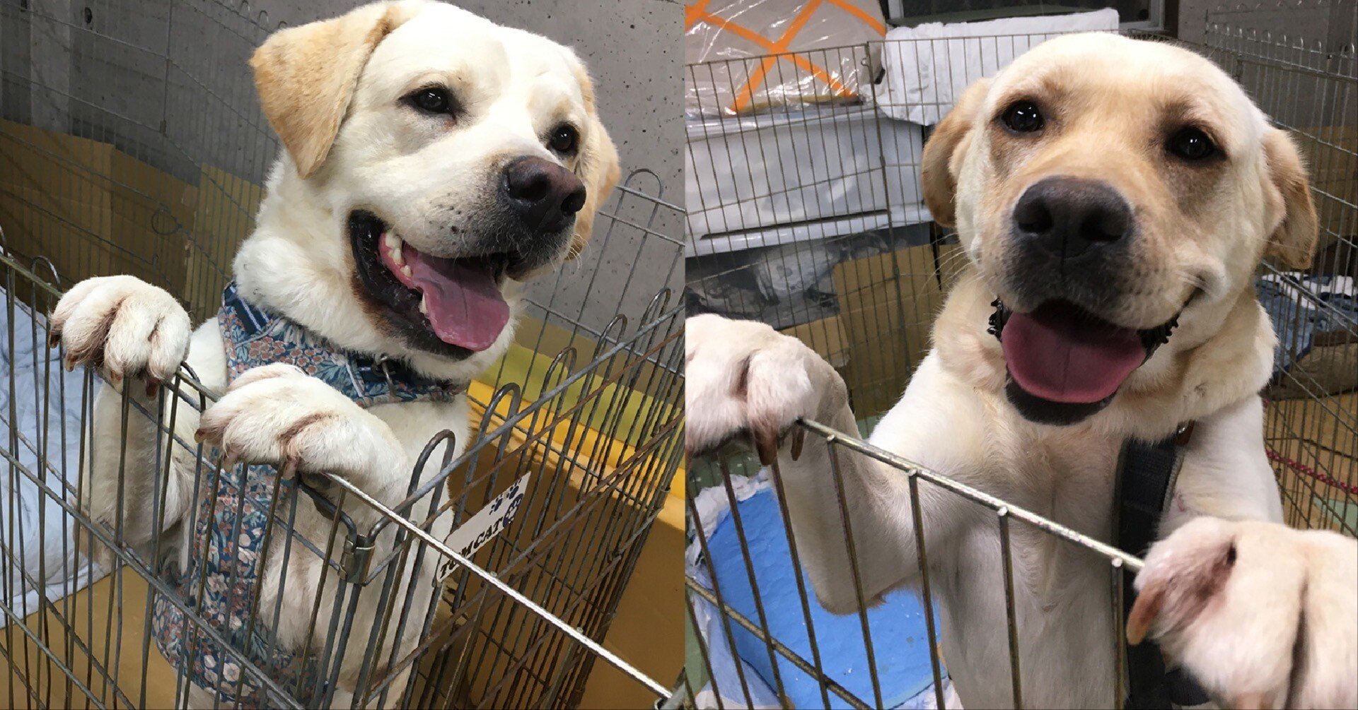 ラブラドールページ 30kg超の大型ラブラドールがやってきた！｜NPO法人マザールーフ