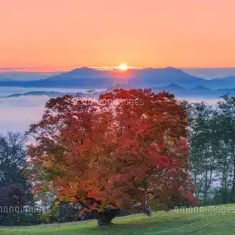 Red- Leaf