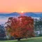 Red- Leaf