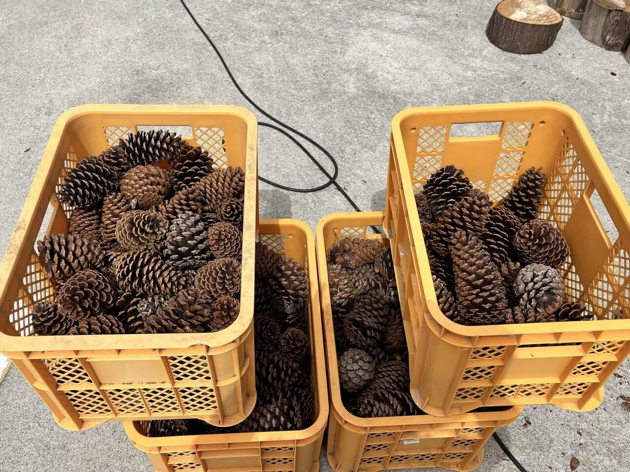 巨大な松ぼっくり 大量入手！｜丸太工房〜館山〜｜館山南房総の薪販売