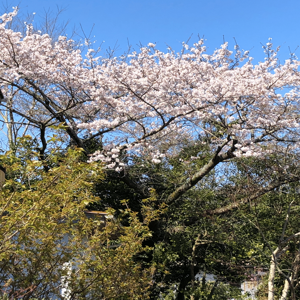 願わくば花の下にて春死なん Maa Note