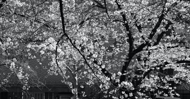 満開までもう少し。東京の桜を撮ってきました。