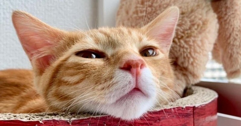 ほっこり幸せになる動画 5選 猫 キャンプ料理 お地蔵様 Sugizo バレエ バボ Note