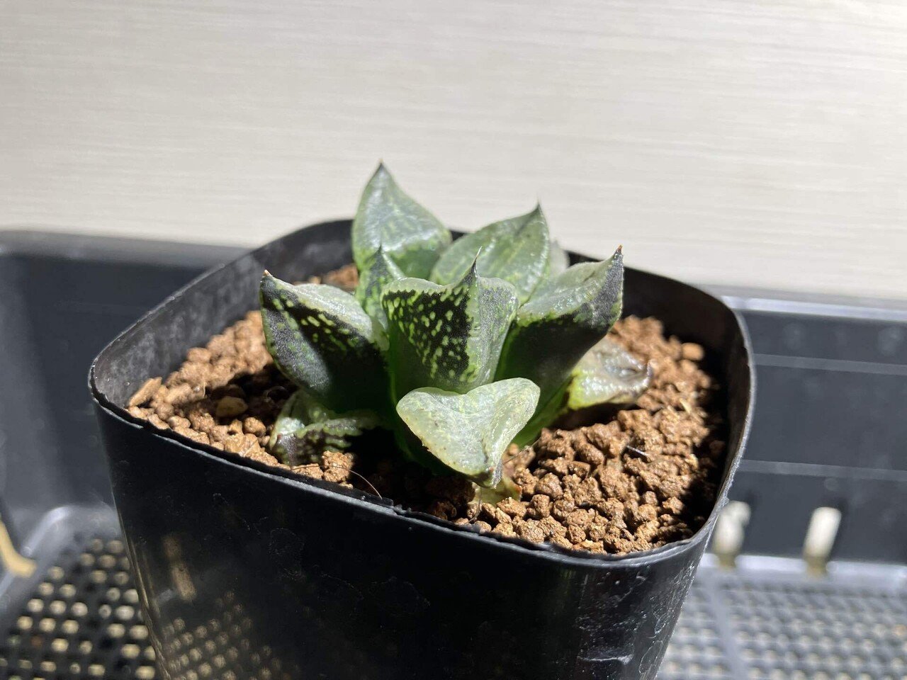 ハオルチア B型コンプトミュータント 親株② ハオルチア B型コンプトミュータント 親株 ハオルチア ハオルチア B型