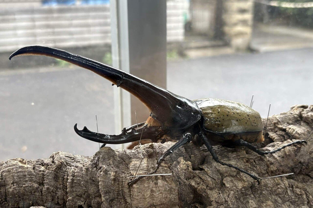 ヘラクレスがきた！！｜やま