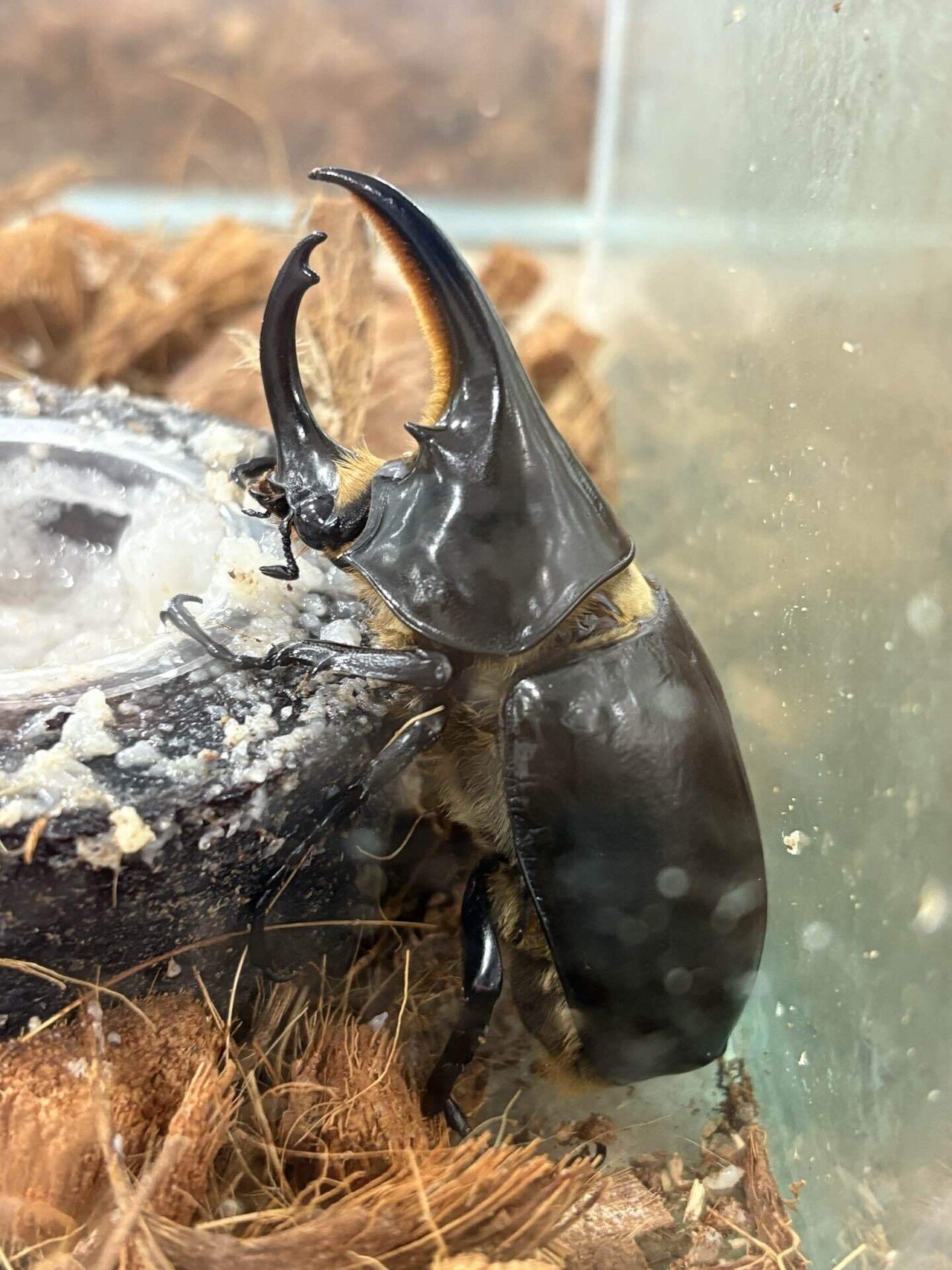 ヘラクレスがきた！！｜やま