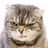 猫めがね