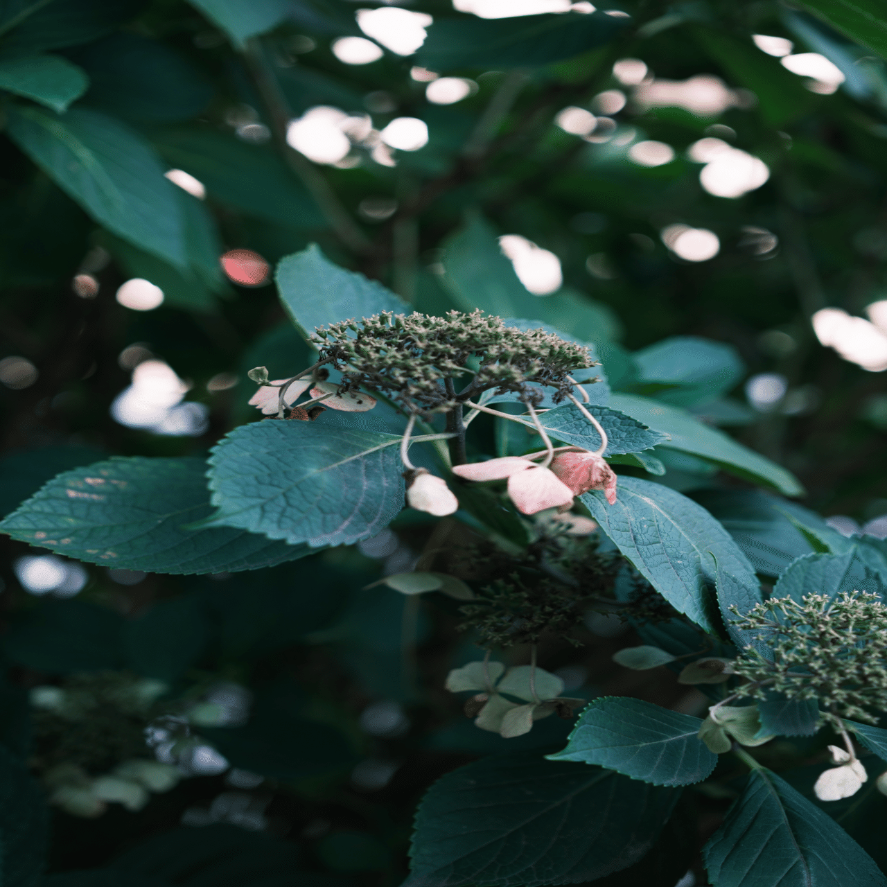 甘い写りも愛おしいxf23mmf2.8 r wr｜天崎かつを