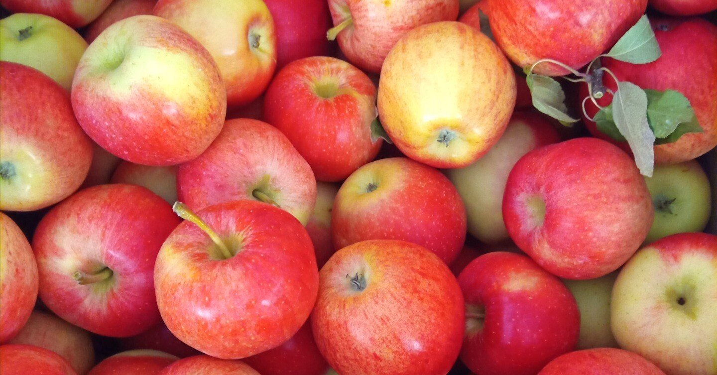 近所のりんごまつり🍎秋のイベント｜カナダからこんにちは。Chai