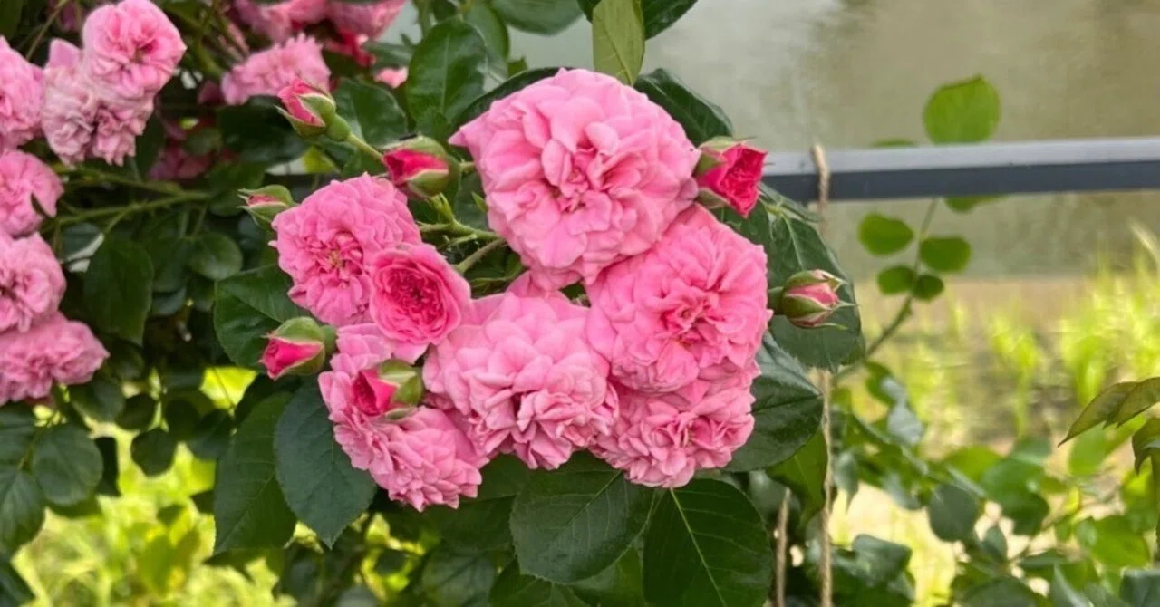 🇫🇷 ピンク・スワニー（Pink Swany）🌹中之島バラ園｜ぱぽにゃん