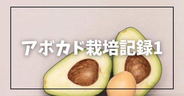 一般人が本気でアボカド栽培に挑戦してみた⑩[野菜売り場の