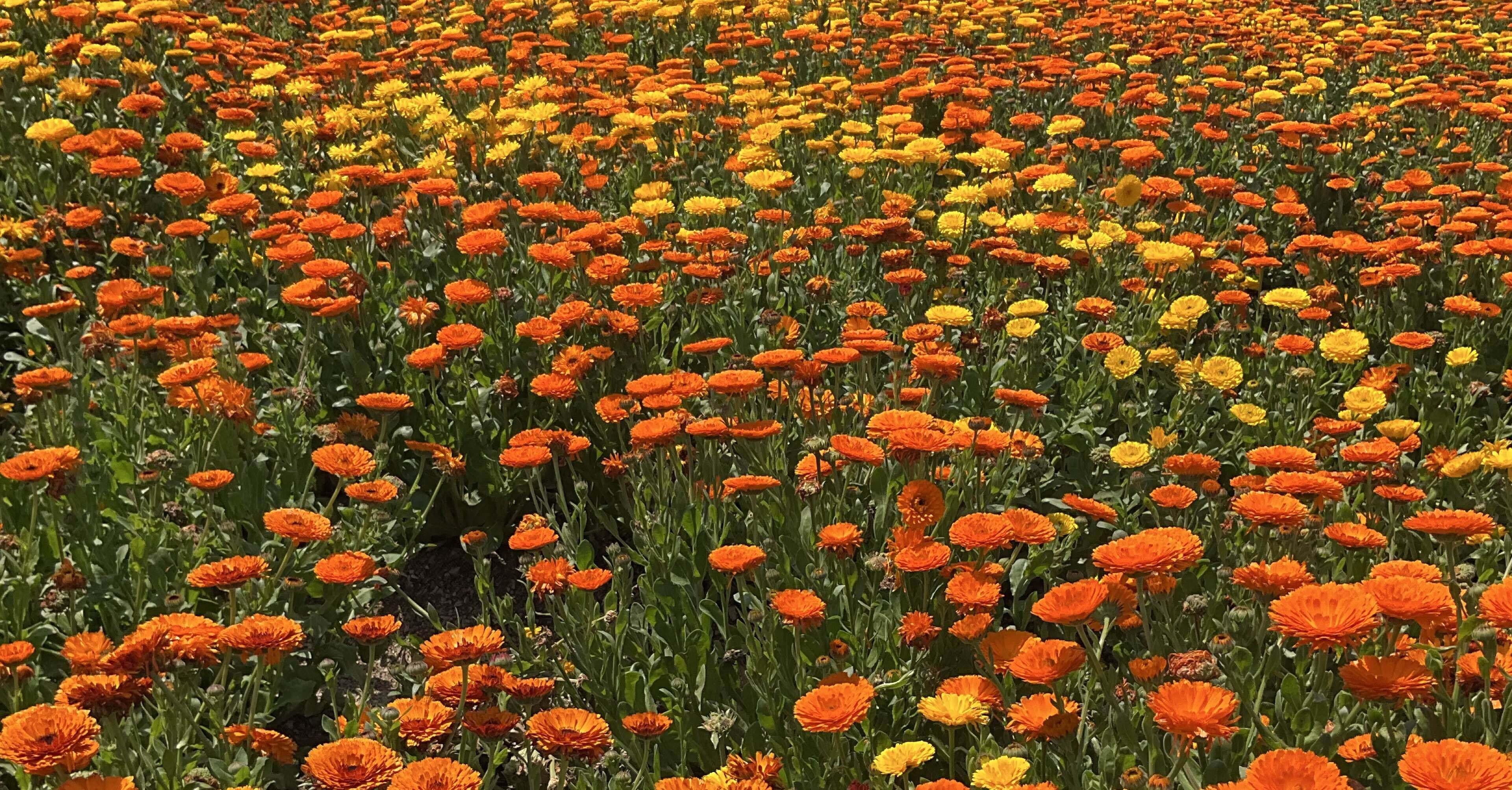 ❤ことみさま❤Note❤ あなたのnoteのスタートに感謝】 - プロフィール｜七徳 笑望華 (しちと