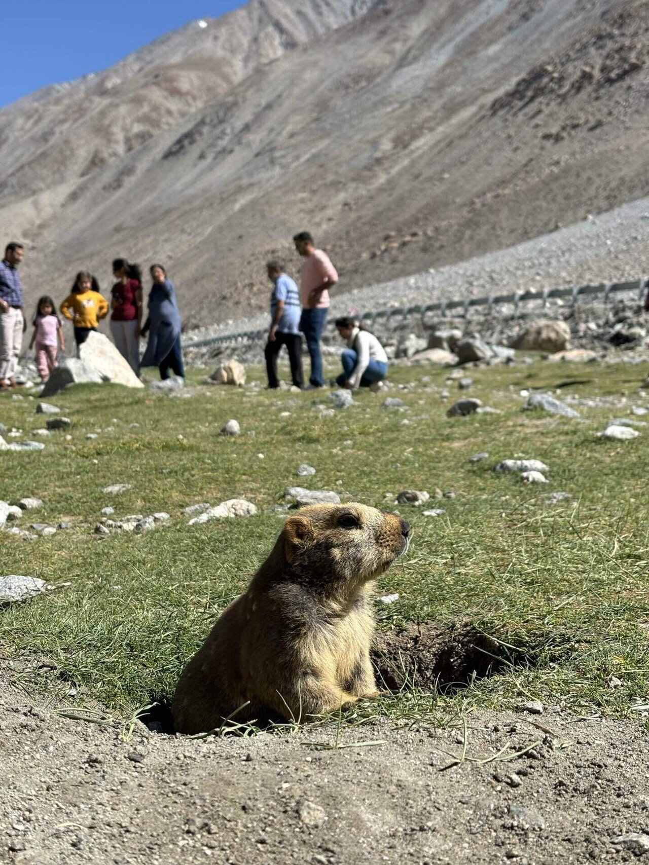 パンゴン湖の青さとマーモット ラダック現地ツアー3日目｜erizo