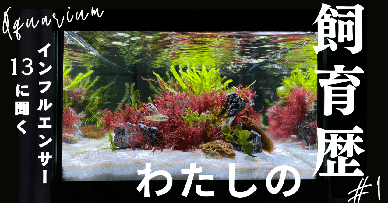 アクアインフルエンサー13（いちさん）に聞く！ 「わたしの飼育歴