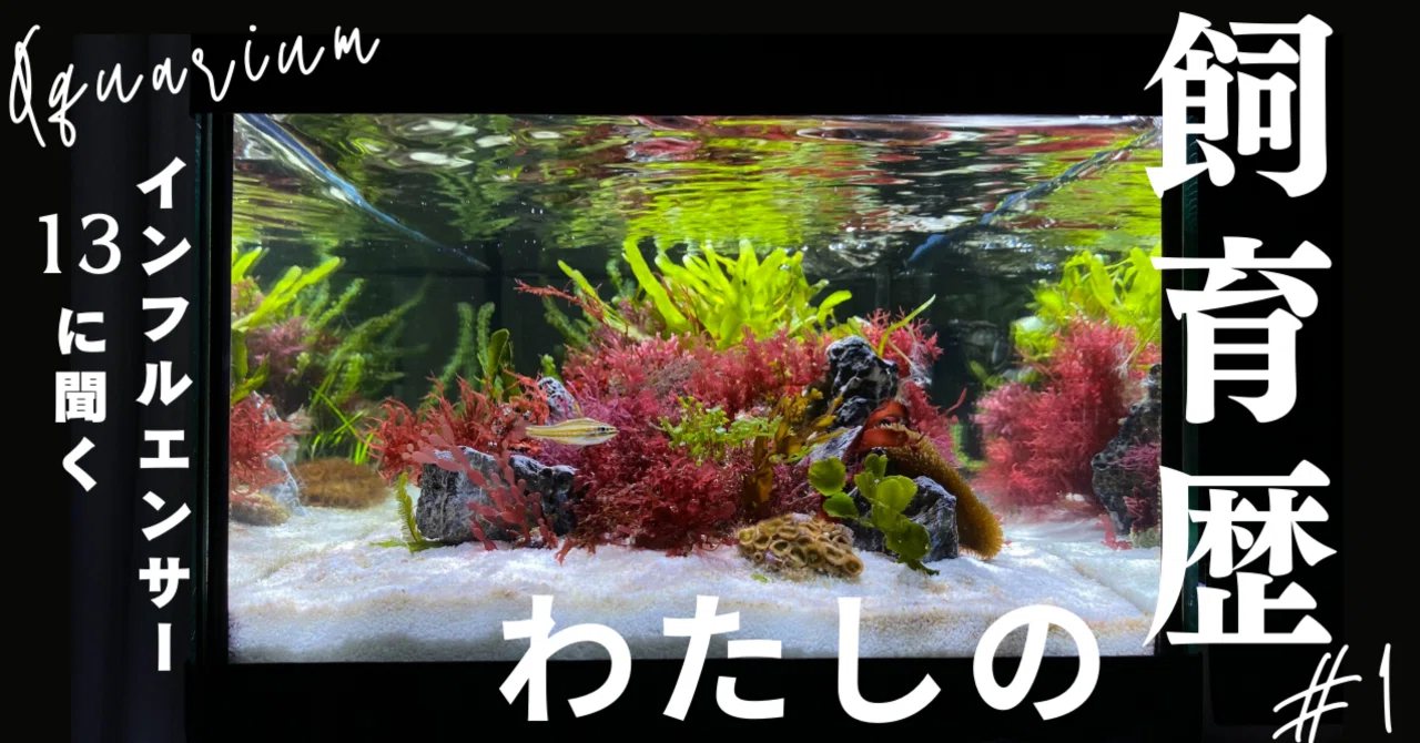 アクアインフルエンサー13（いちさん）に聞く！ 「わたしの飼育歴 
