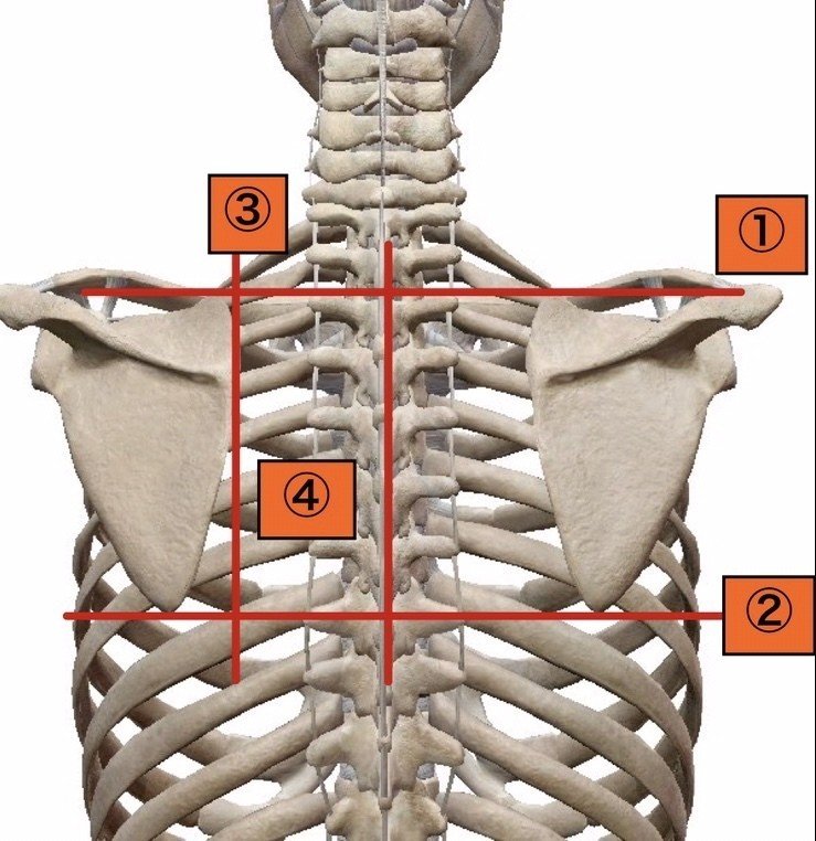 肩甲骨の正しい位置について ヨッシー 理学療法士 ヨガインストラクター インソールマイスター サウナー Note