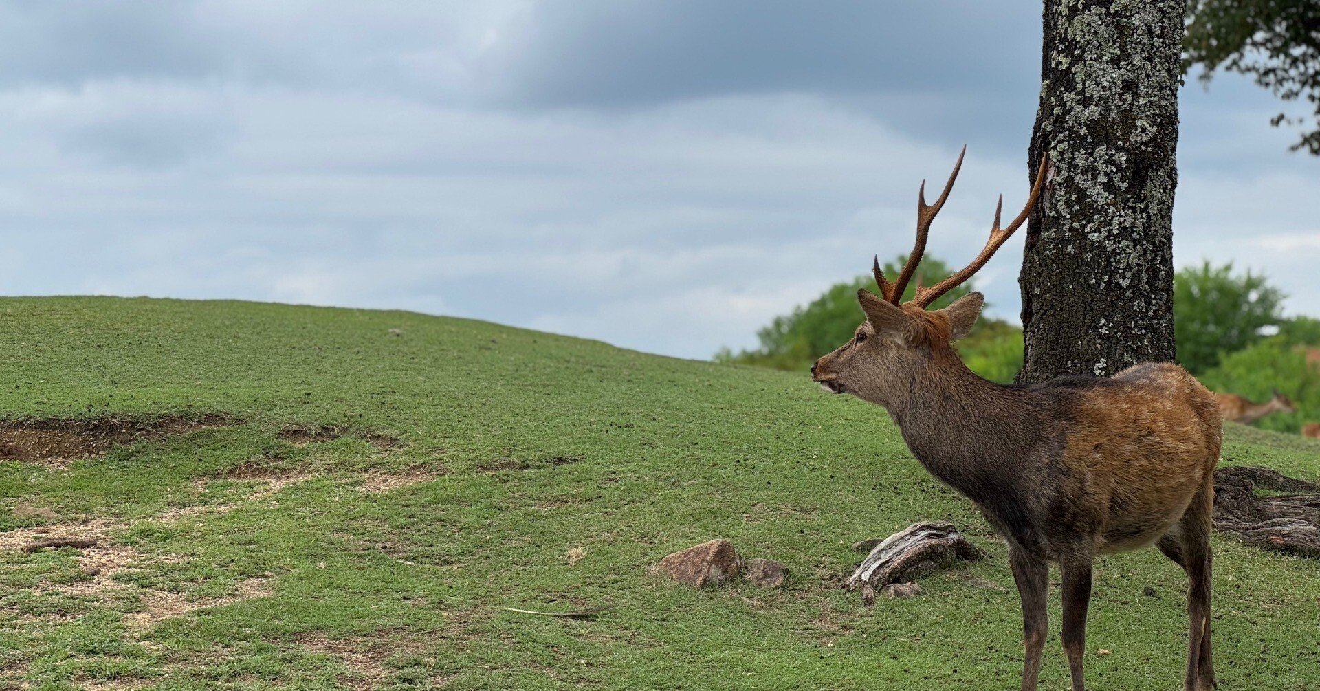 本日も奈良公園🦌鹿ちゃんと思うあれこれ｜しかのじょう
