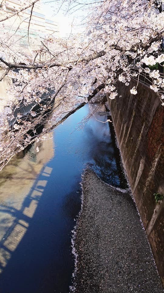 帝京大学近辺　加賀エリアの桜