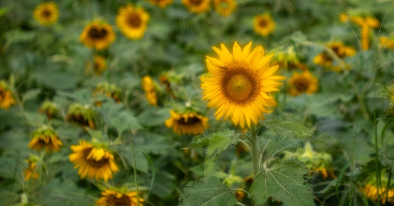 小金井公園のひまわり2｜teru