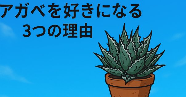 アガベ☆ソブリア・フレイレンシス実生選抜株 アガベ詳細案内 1（ソブリア フレイレンシス）｜KKGREEN