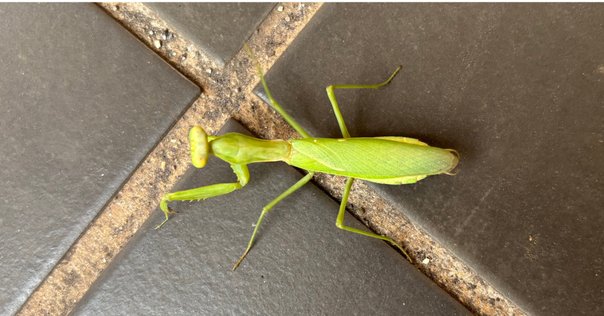 螳螂生 6/5-10｜みちなお