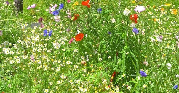 逃避夢/焼け犬 逃避夢,焼け犬 | 藤谷 文子 |本 | 通販 | Amazon