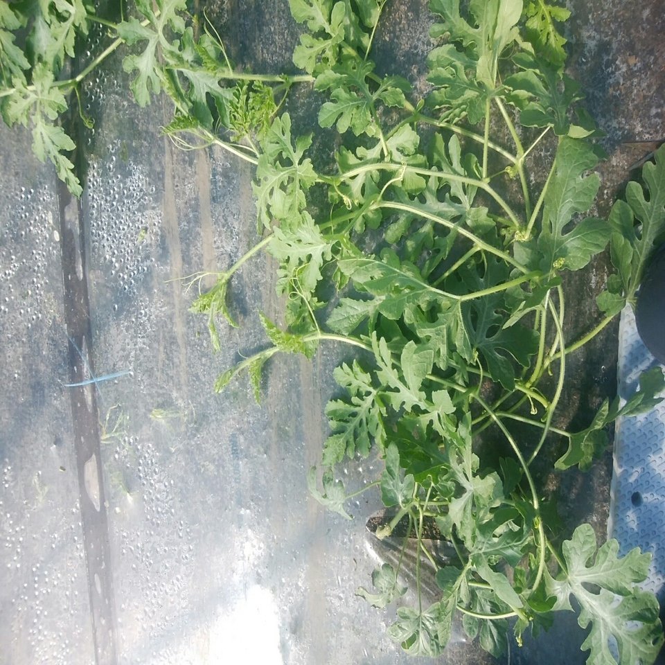 スイカのつる引き 1回目 オオハラケイ 鳥取で新規就農 Note