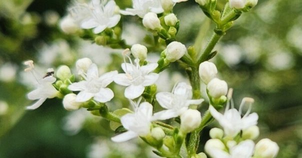 貧乏草って2種類あんねん｜くますけ｜自然ガイド・クリエイター