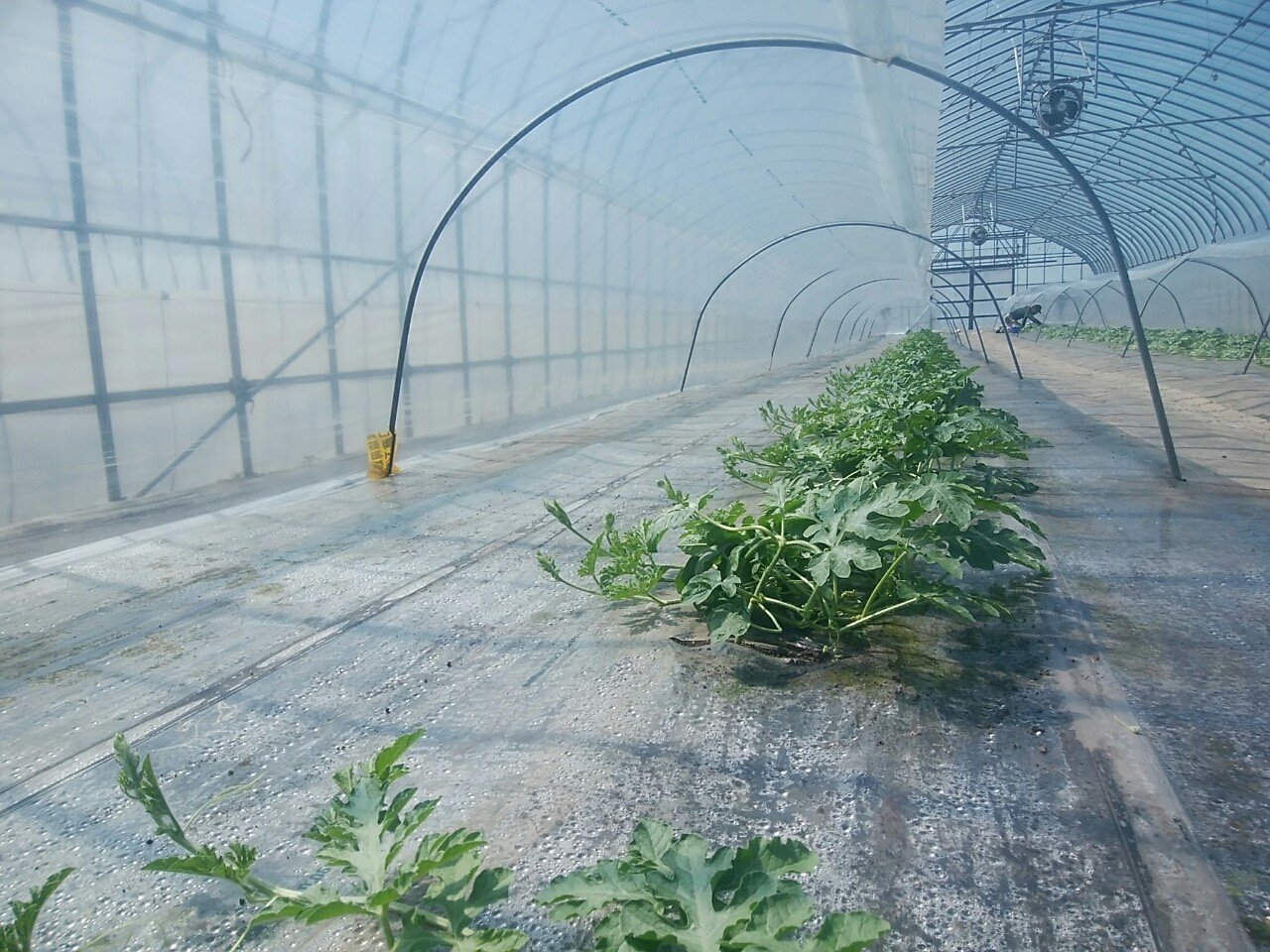 スイカのつる引き 1回目 オオハラケイ 新規就農研修中 Note