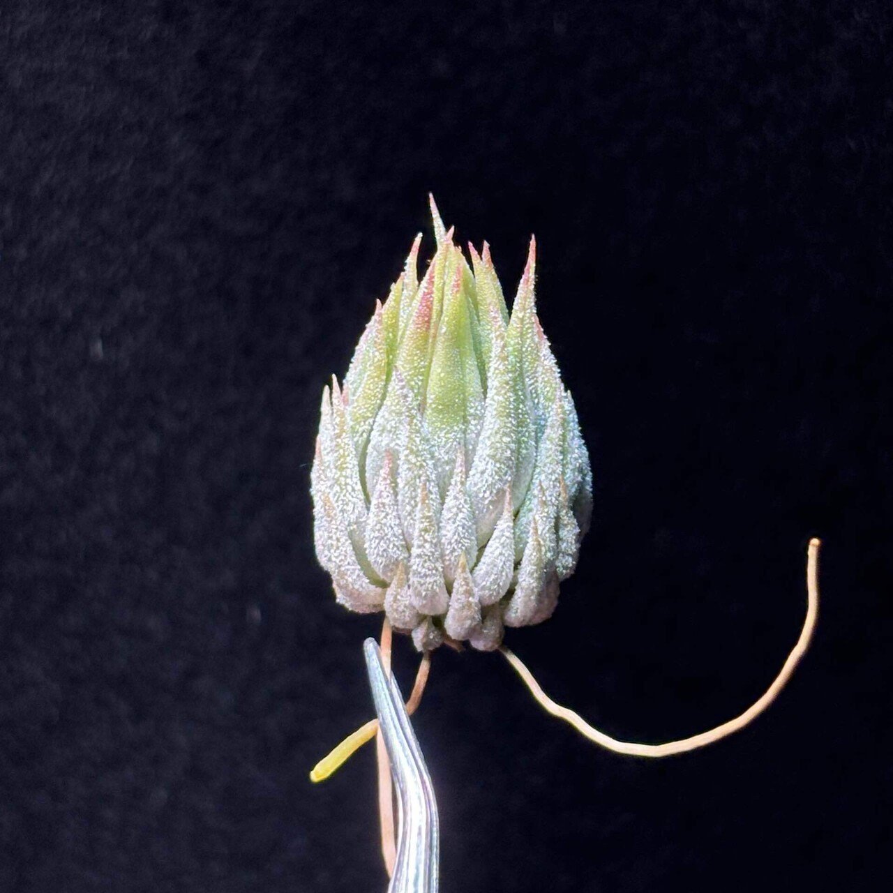 ionantha'Special Selection' Collected in Nizanda, Estato